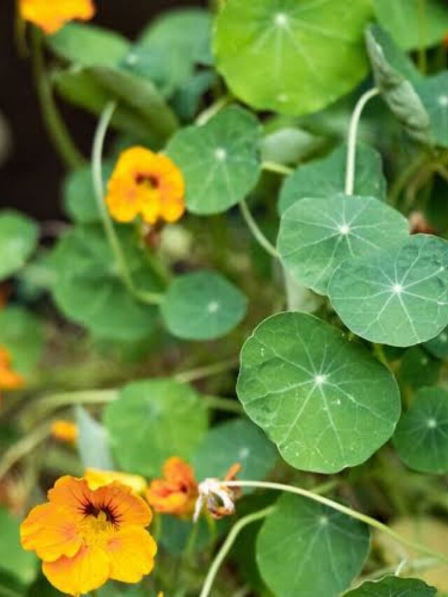 Nasturtiums