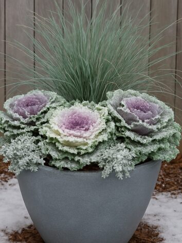 Ornamental Grass With Frosted Kale