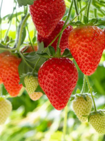 Ozark Beauty Strawberry