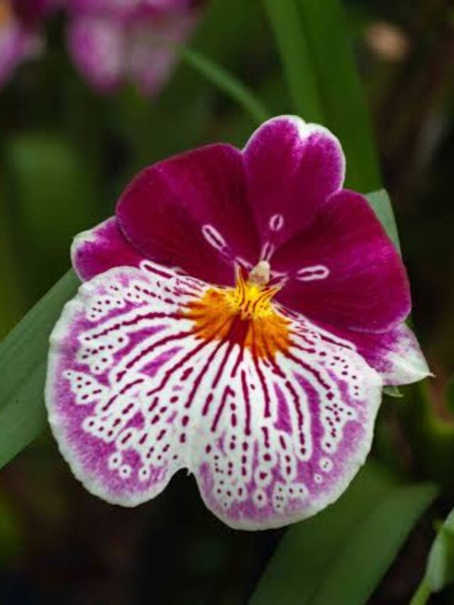 Pansy Orchid