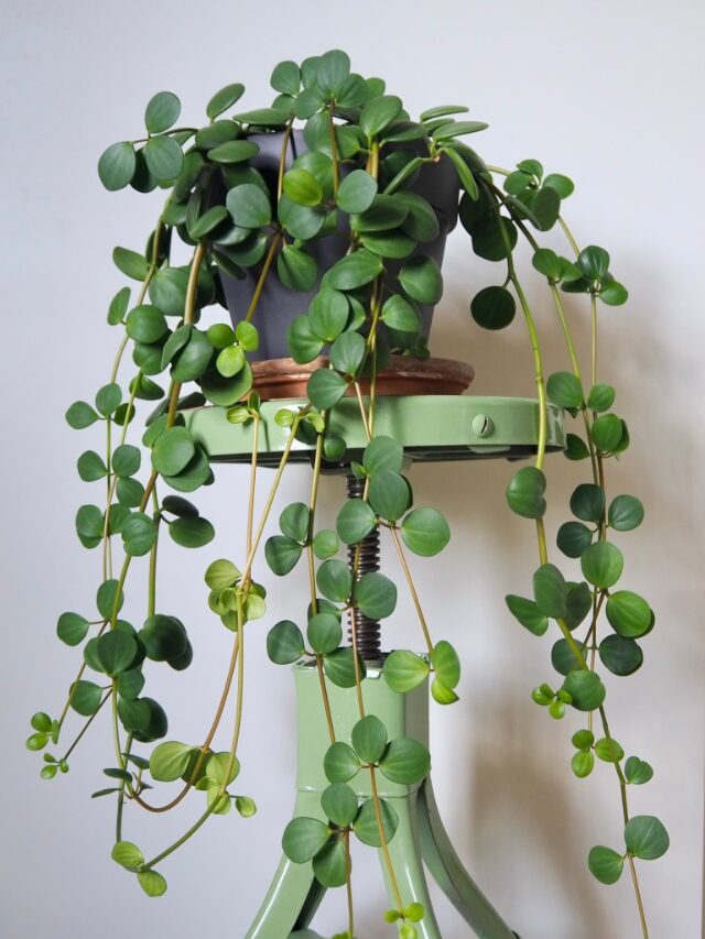 Peperomia 'Hope'