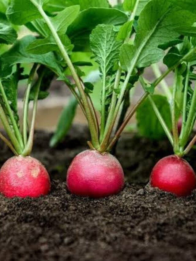 Radishes