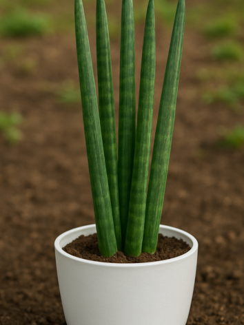 Sansevieria cylindrica