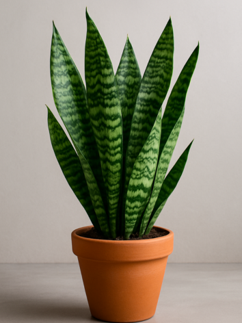 Sansevieria trifasciata