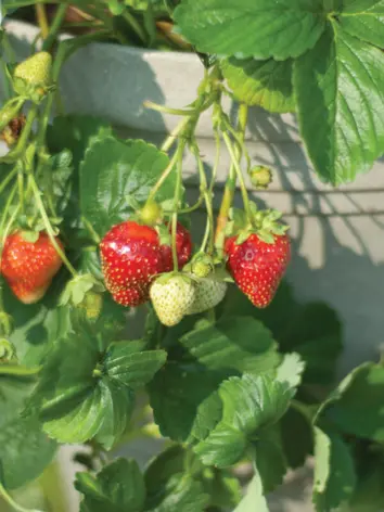 Seascape Strawberry