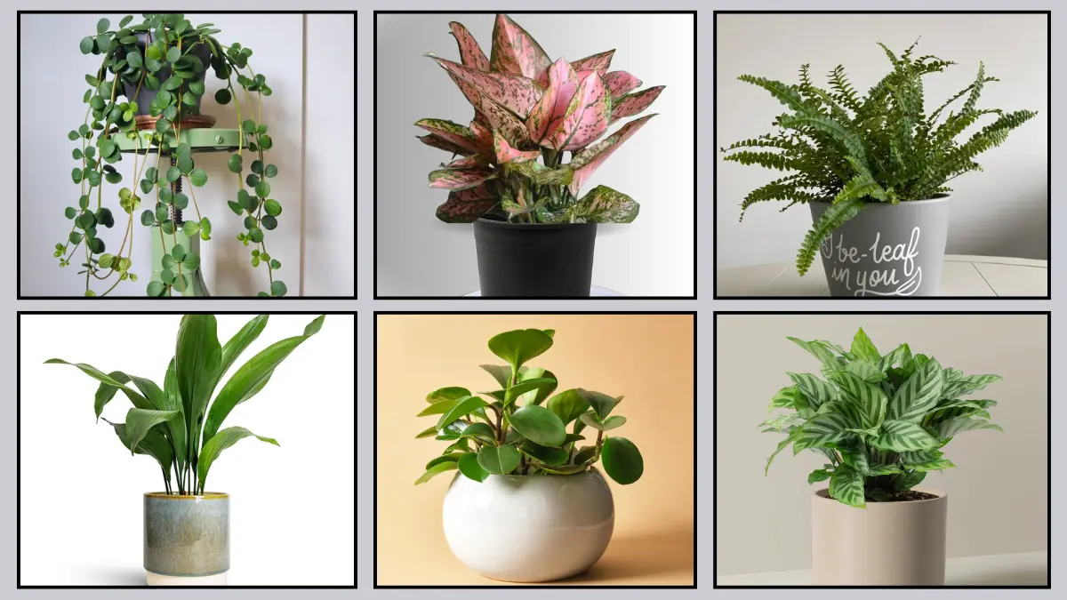 Small Indoor Plants low light