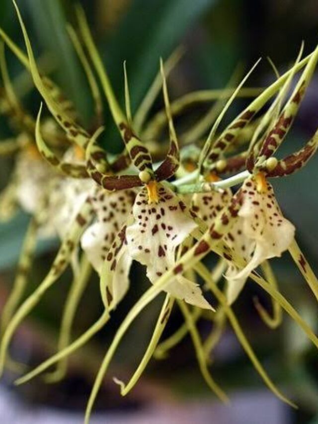 Spider Orchid