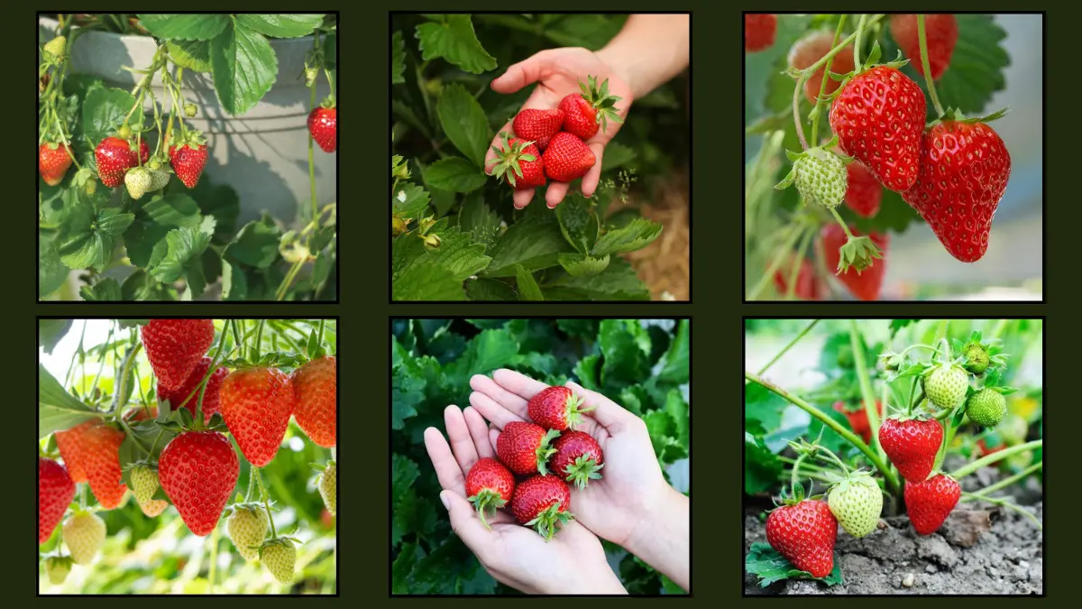 6 Strawberry Plants Perfect for Backyard Harvests