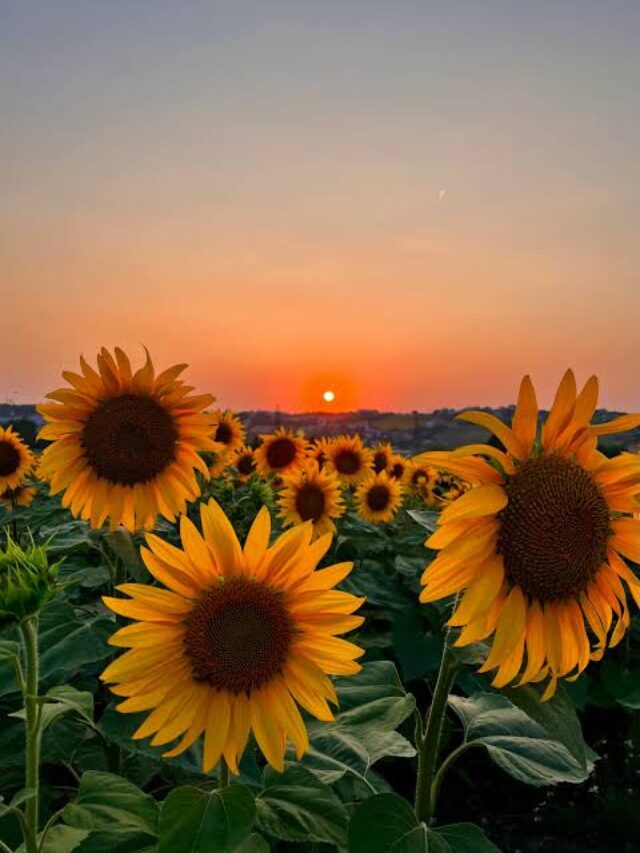 Sunflowers