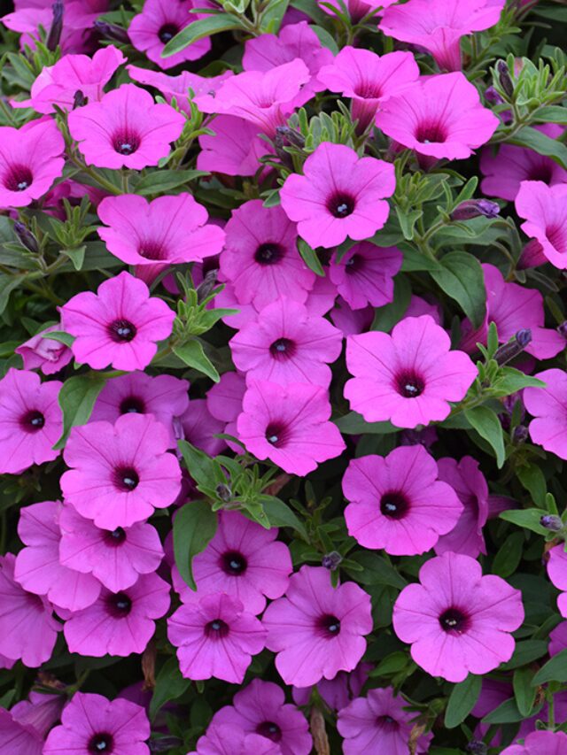 Supertunia