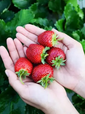 Tristar Strawberry