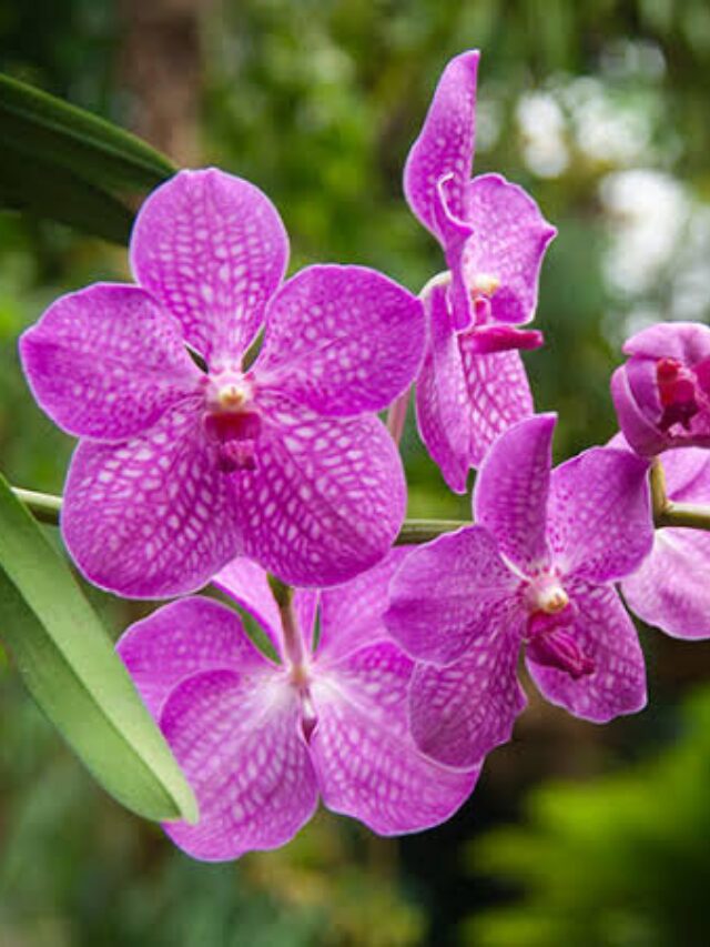 Vanda Orchid