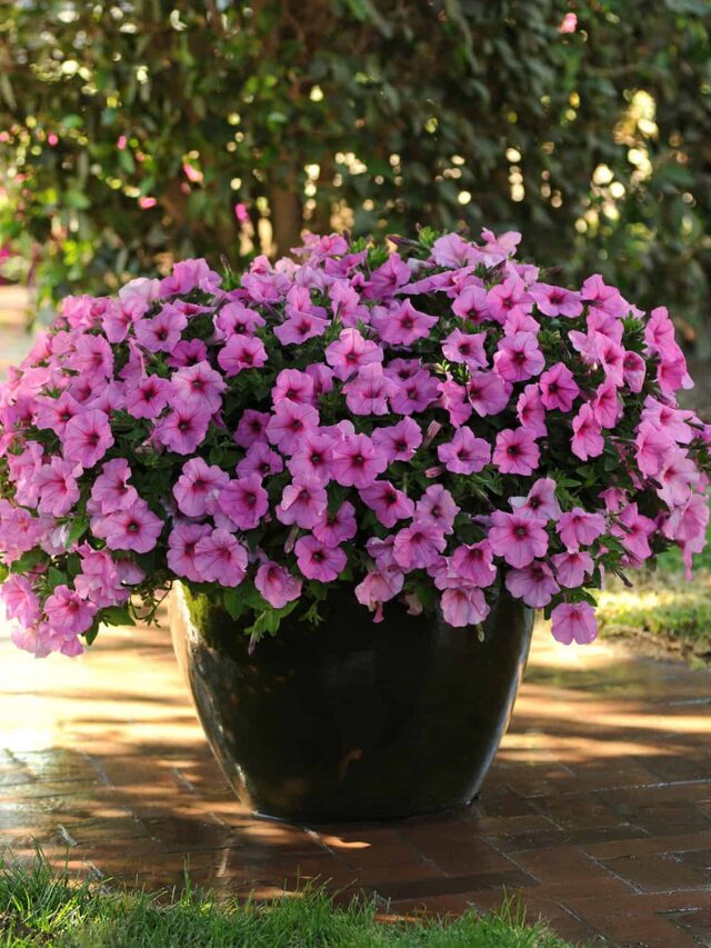 Wave Petunias