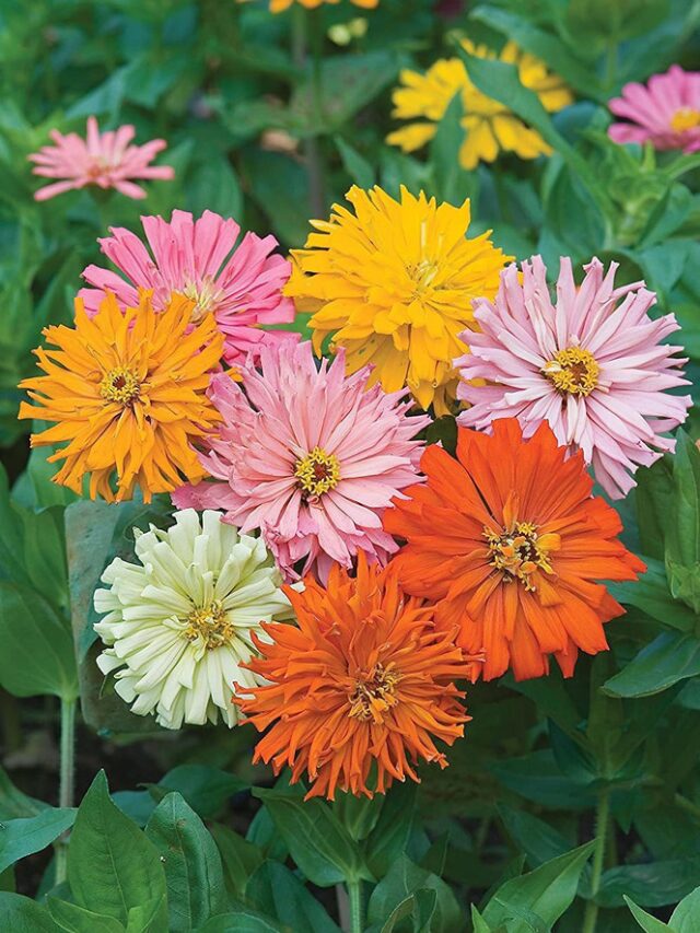 Zinnia - Cactus Flowered Mix