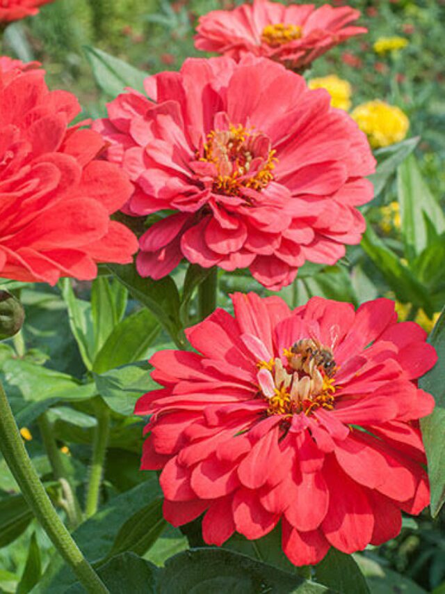 Zinnia Elegans - Benary’s Giant