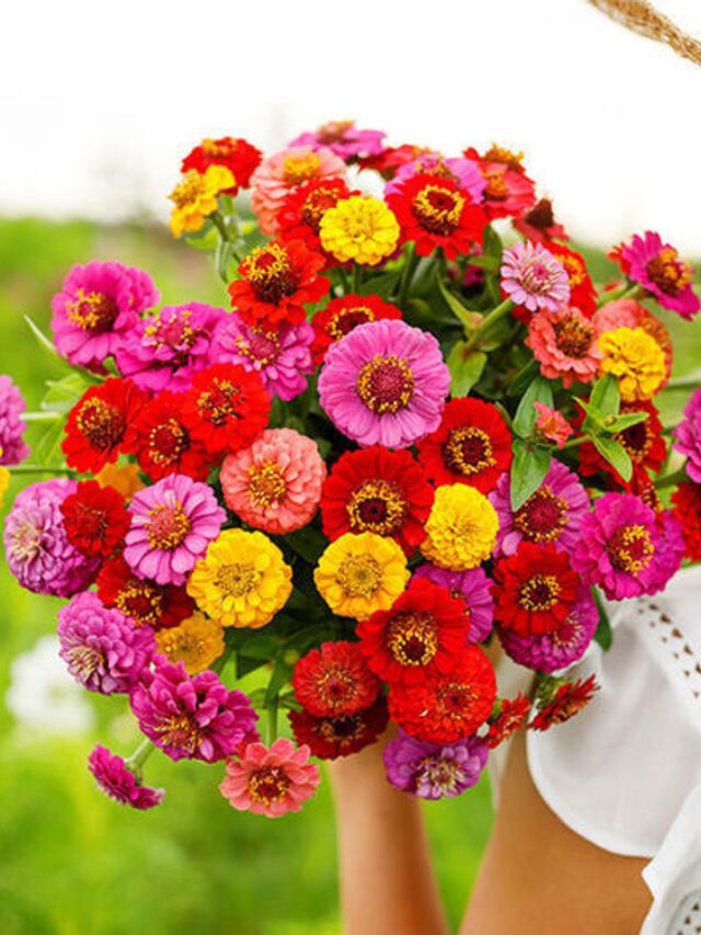Zinnia - Lilliput Mix