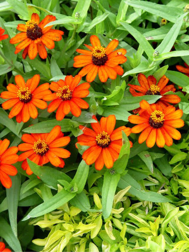 Zinnia - Profusion Orange