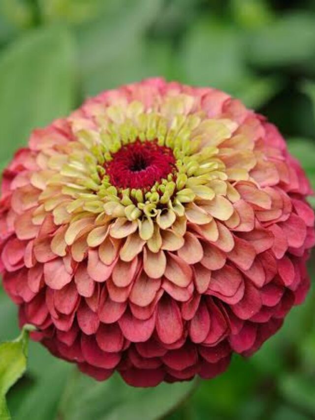 Zinnia - Queen Red Lime