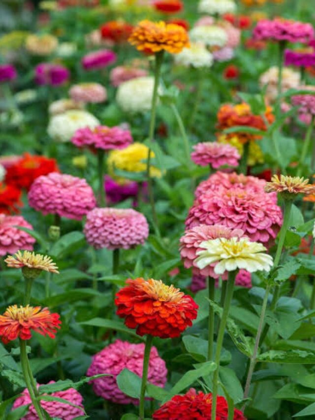 Zinnia - State Fair Mix