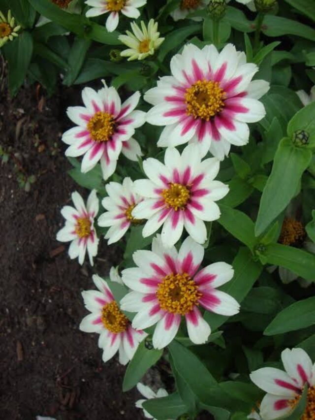Zinnia - Zahara Starlight Rose