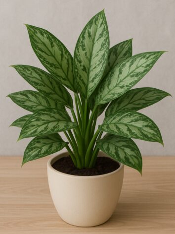 Chinese Evergreen