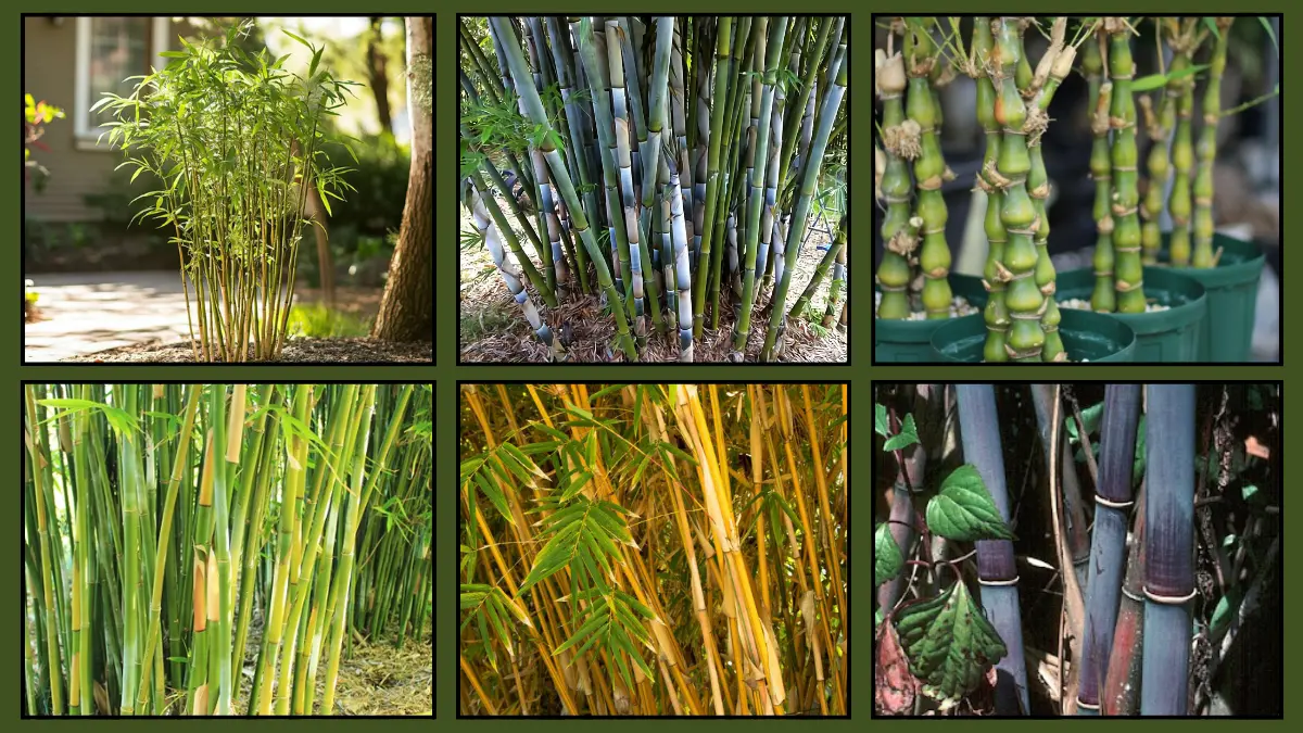 6 Gorgeous Clumping Bamboo Plants For Small Spaces