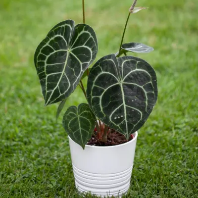 Anthurium Clarinervium
