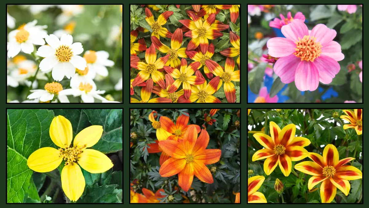 Bidens Flower Varieties