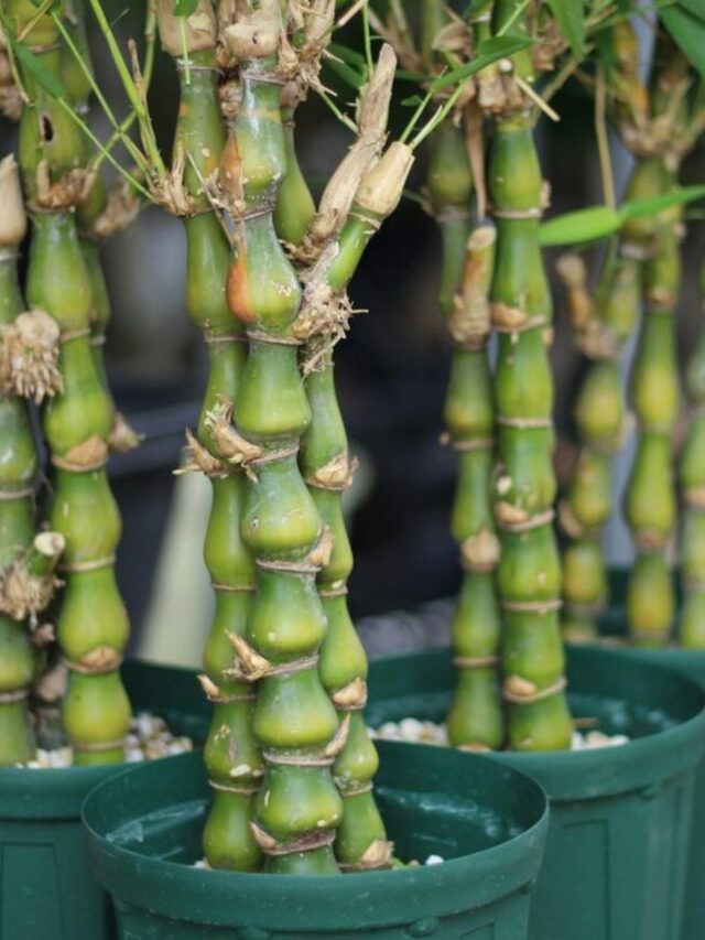 Buddha's Belly Bamboo