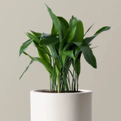 Cast Iron Plant
