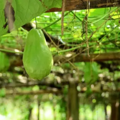 Chayote