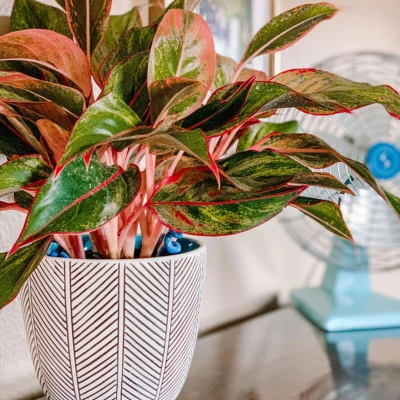 Chinese Evergreen