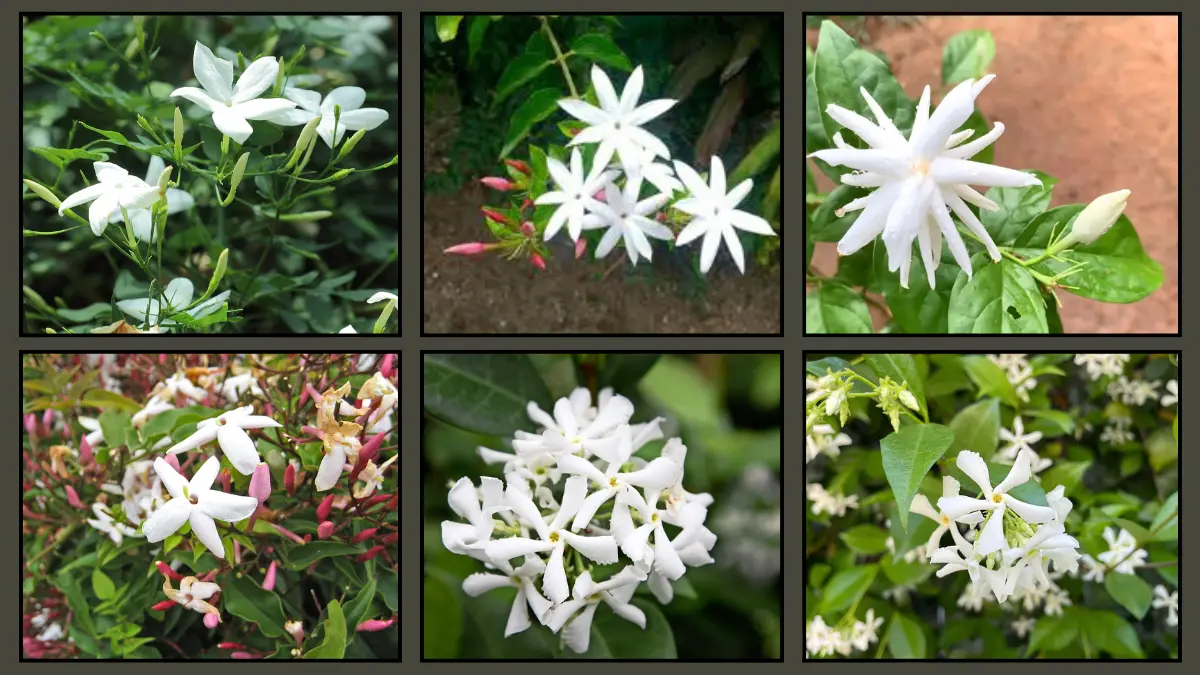 Does Jasmine Need A Trellis To Grow