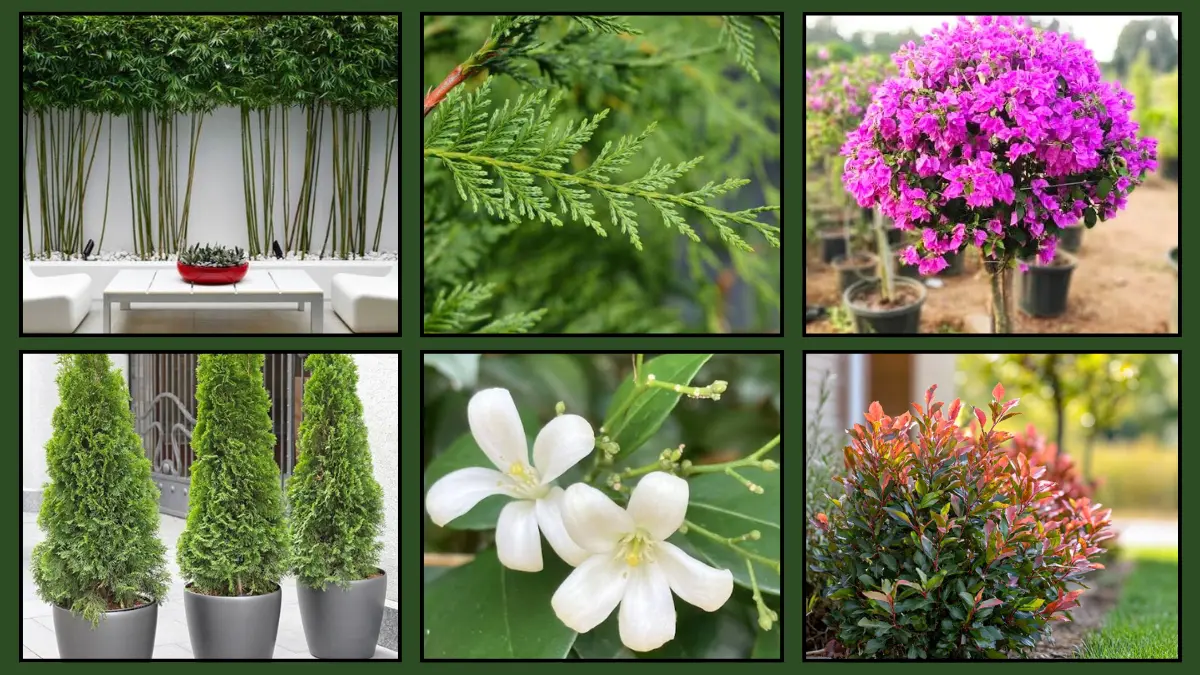 Fast-Growing Privacy Plants