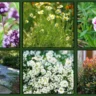 Fragrant Ground Covers