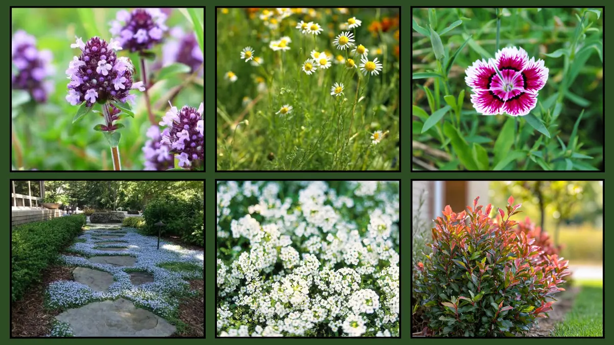 Fragrant Ground Covers