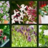 Fragrant Houseplants