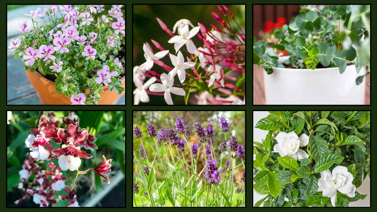 Fragrant Houseplants