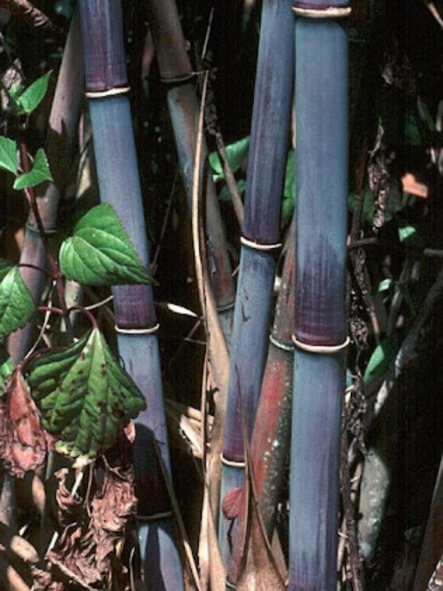 Himalayan Blue Bamboo