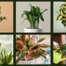 Houseplants That Practically Care For Themselves