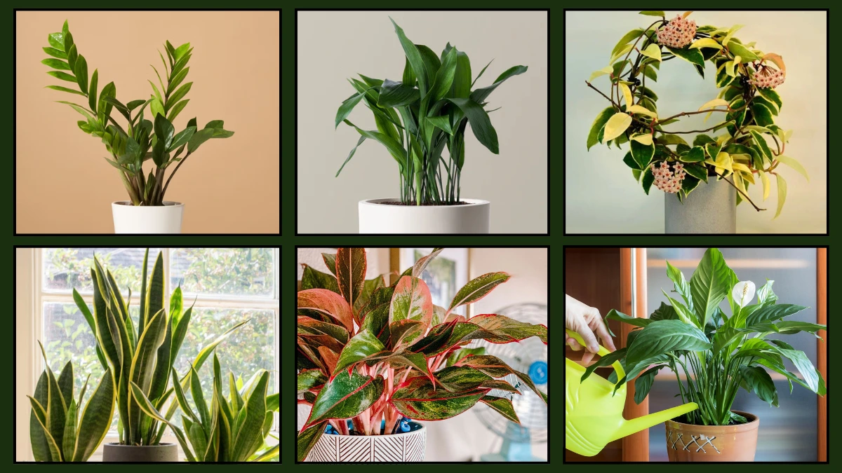 Houseplants That Practically Care For Themselves