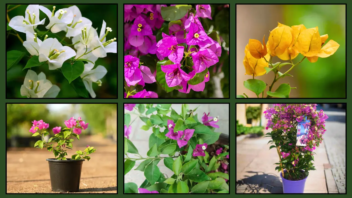 How Often To Fertilise Bougainvillaea