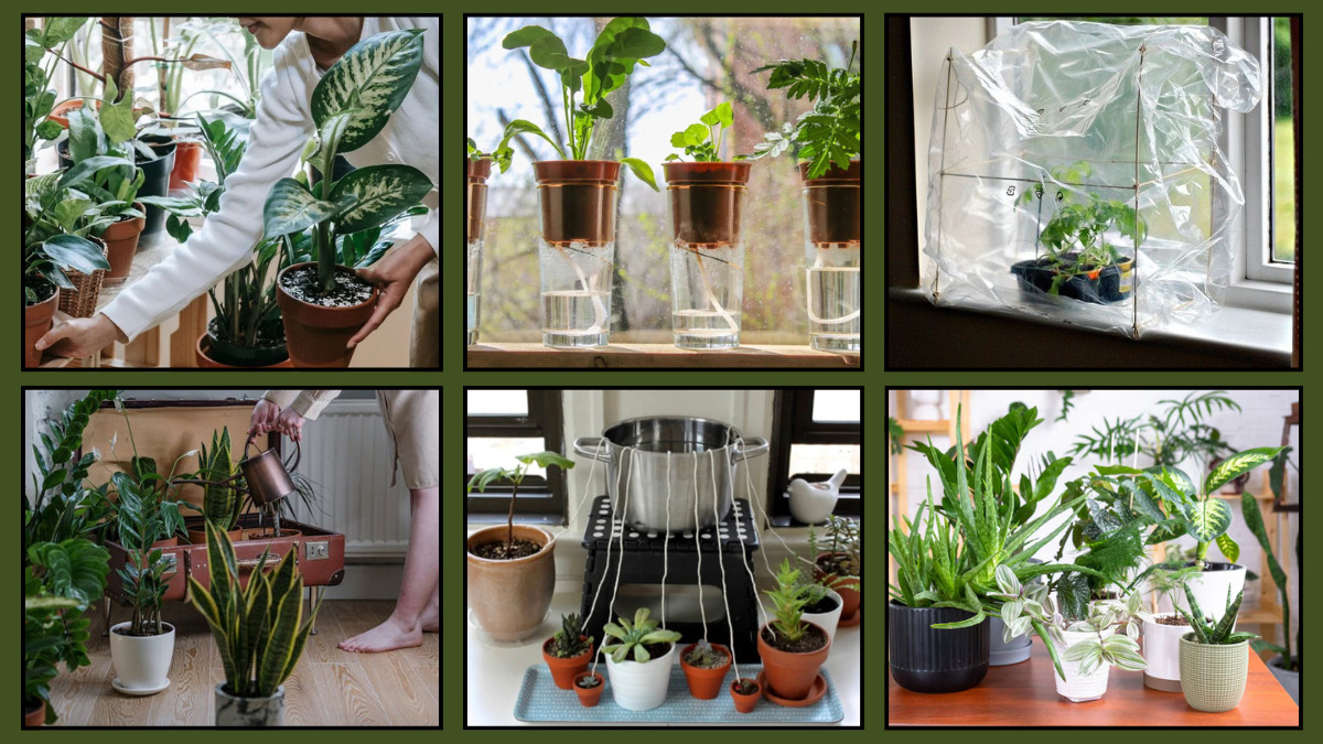 How To Water Houseplants While On Vacation