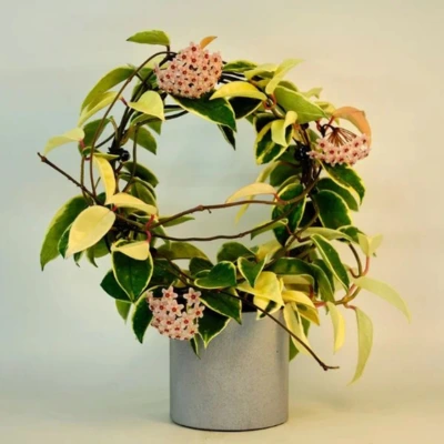 Hoya
