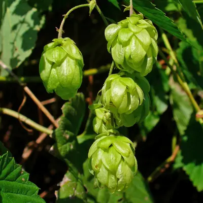 Humulus Lupulus