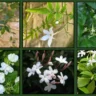 Jasmine Flower Vine Plants