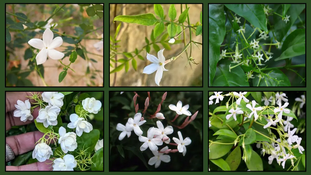 Jasmine Flower Vine Plants