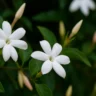 Jasmine Planting Guide