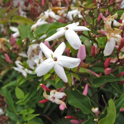 Jasminum Polyanthum