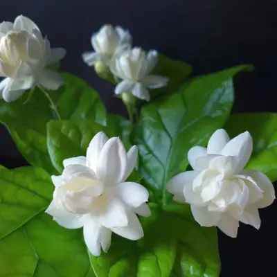 Jasminum Sambac